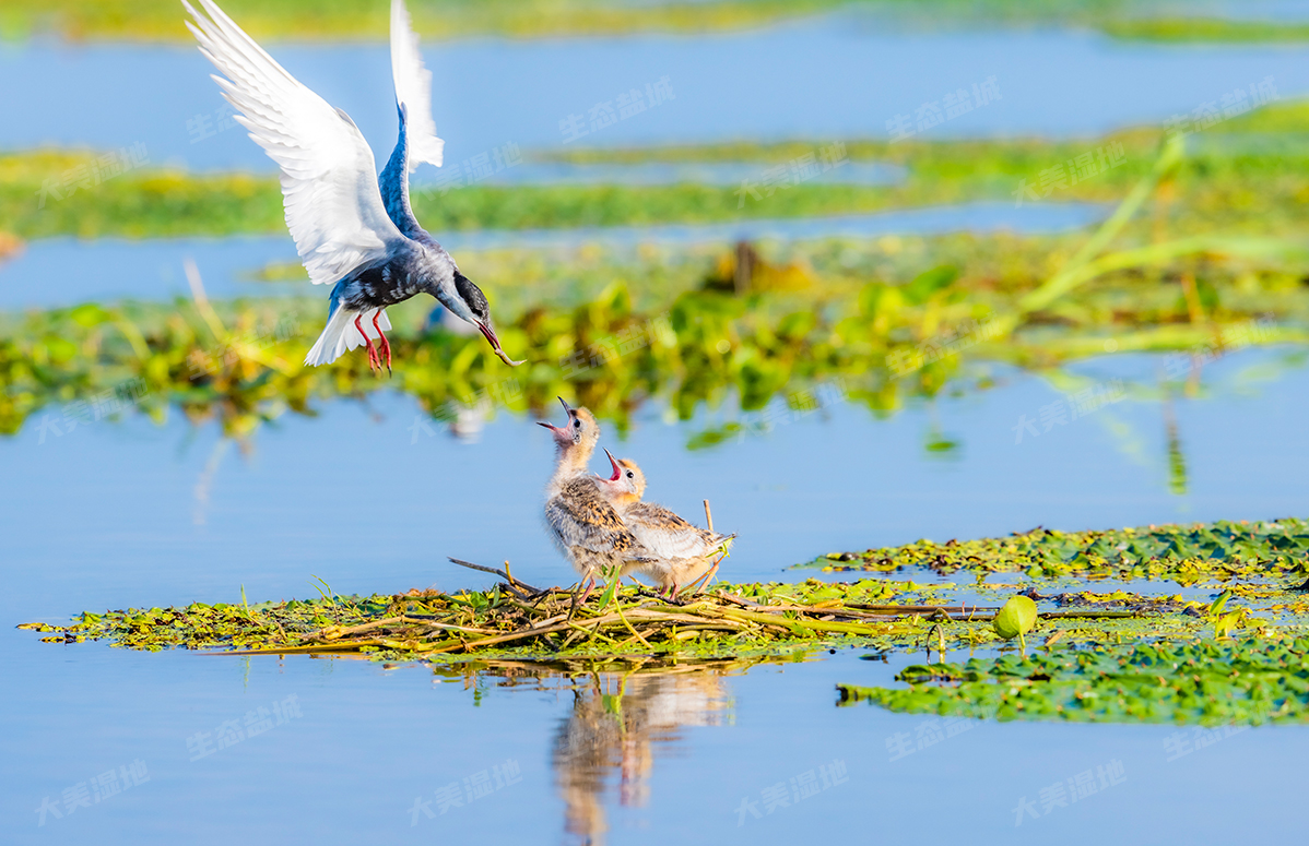 三等奖  《嗷嗷待哺》(武建春 摄)