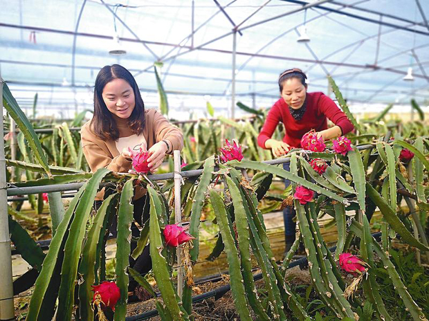 游客在采摘园采摘火龙果